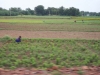 Weeding the Field